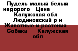 Пудель малый белый недорого › Цена ­ 10 000 - Калужская обл., Людиновский р-н Животные и растения » Собаки   . Калужская обл.